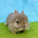 ペットうさぎ はんなbaby 画像3