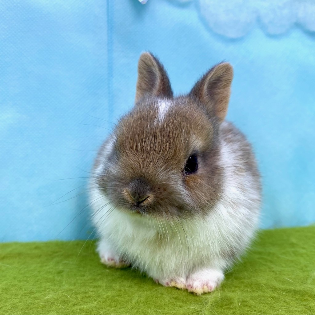 ペットうさぎ はんなbaby 画像１