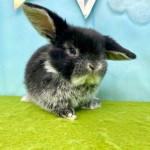 ペットうさぎ ずんだbaby 画像2