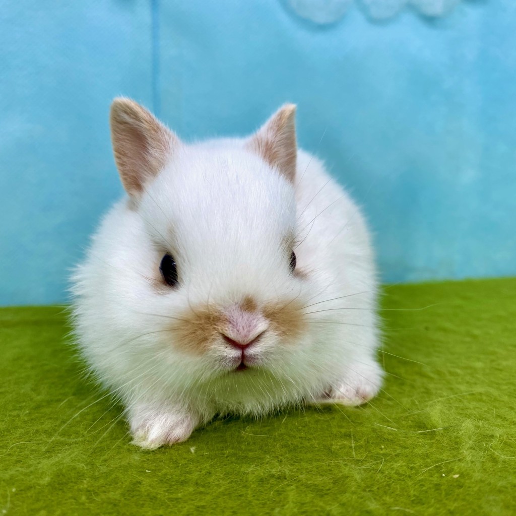 ペットうさぎ なむるbaby 画像２