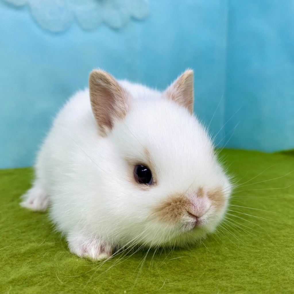 ペットうさぎ なむるbaby 画像３