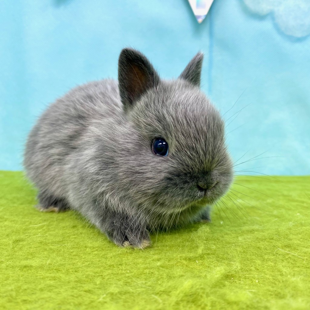 ペットうさぎ ほなみbaby 画像２