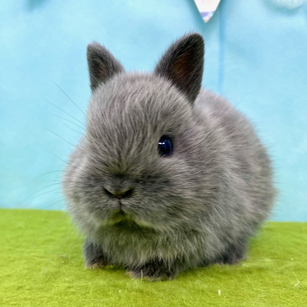 ペットうさぎ ほなみbaby 画像３
