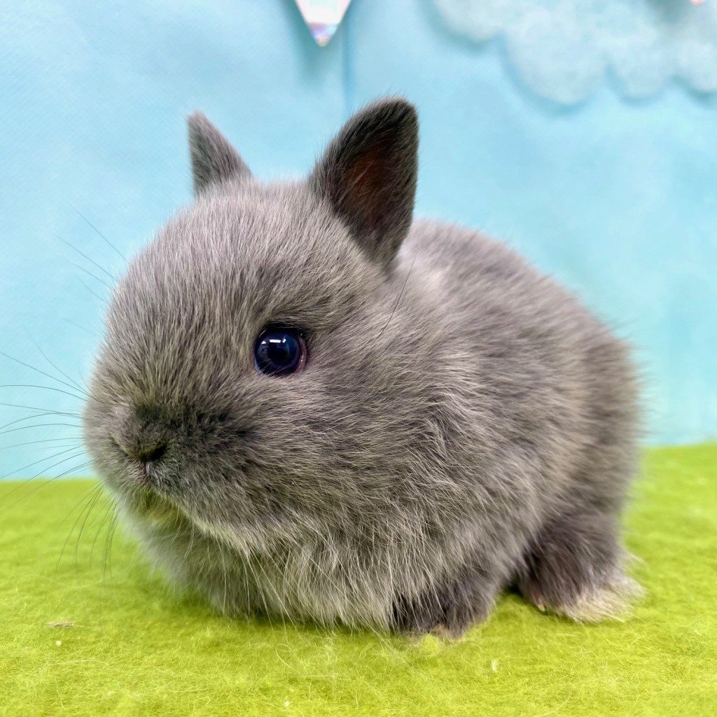 ペットうさぎ ほなみbaby 画像１