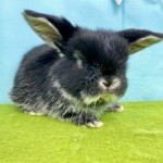 ペットうさぎ ずんだbaby 画像３