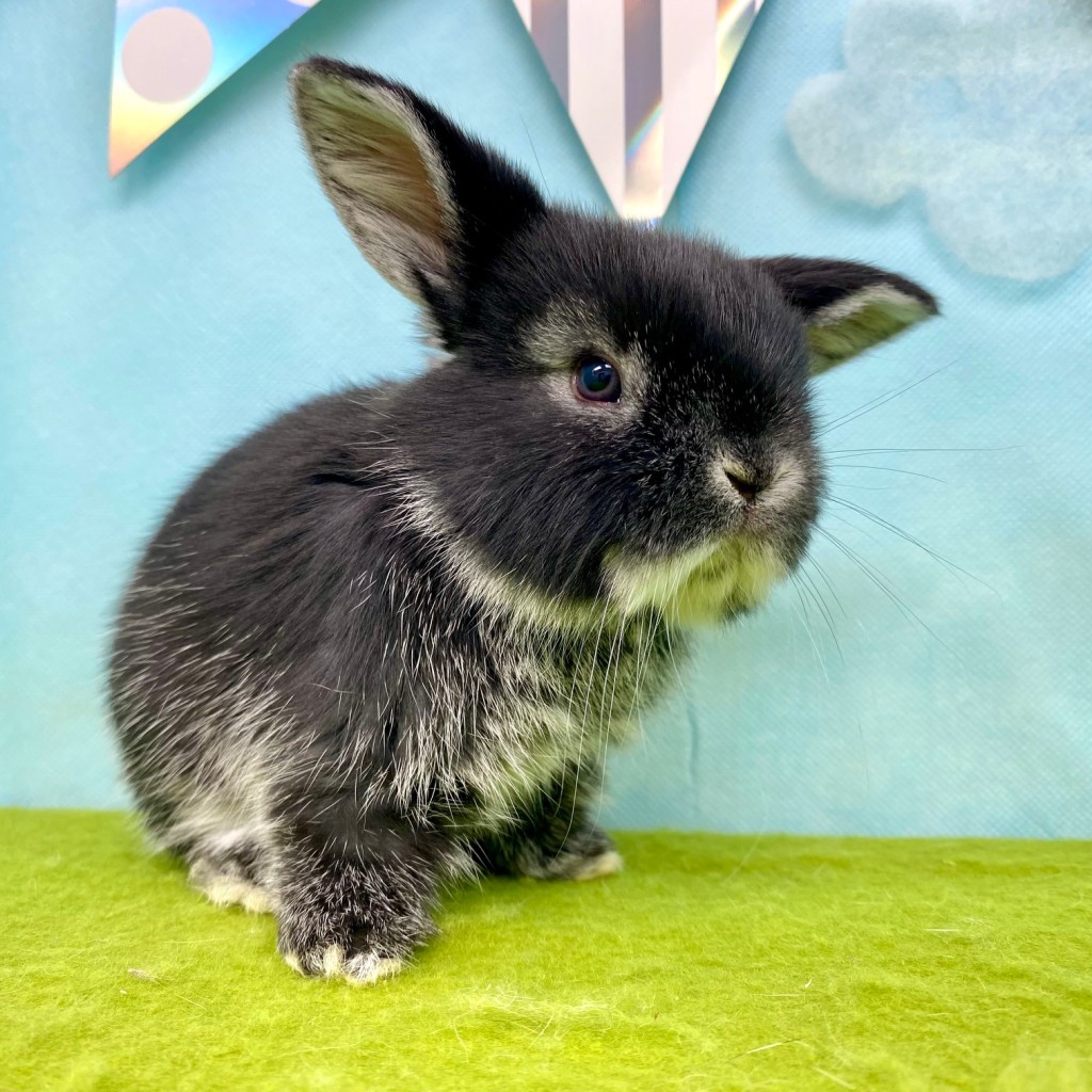 ペットうさぎ ずんだbaby 画像１
