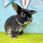 ペットうさぎ ずんだbaby 画像１