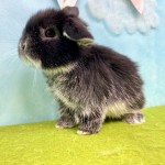 ペットうさぎ ずんだbaby 画像２