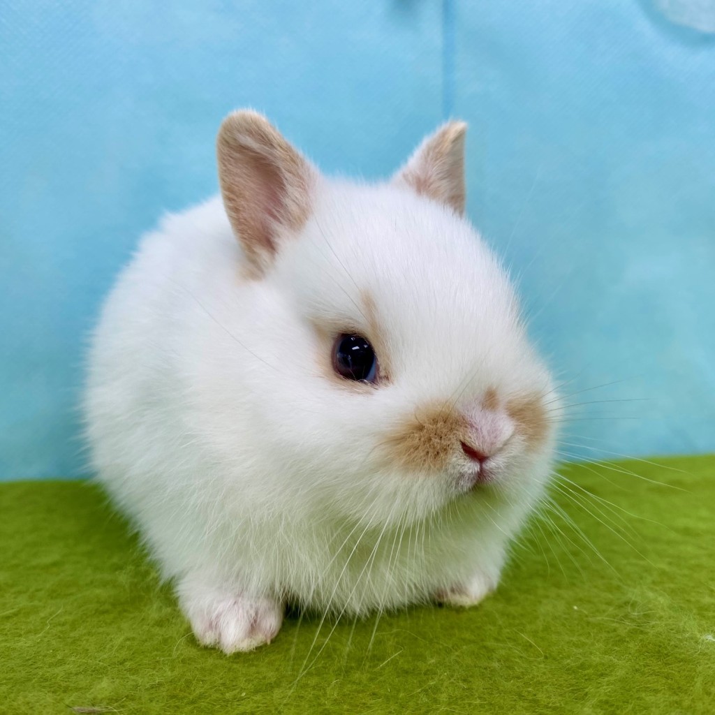 ペットうさぎ なむるbaby 画像１