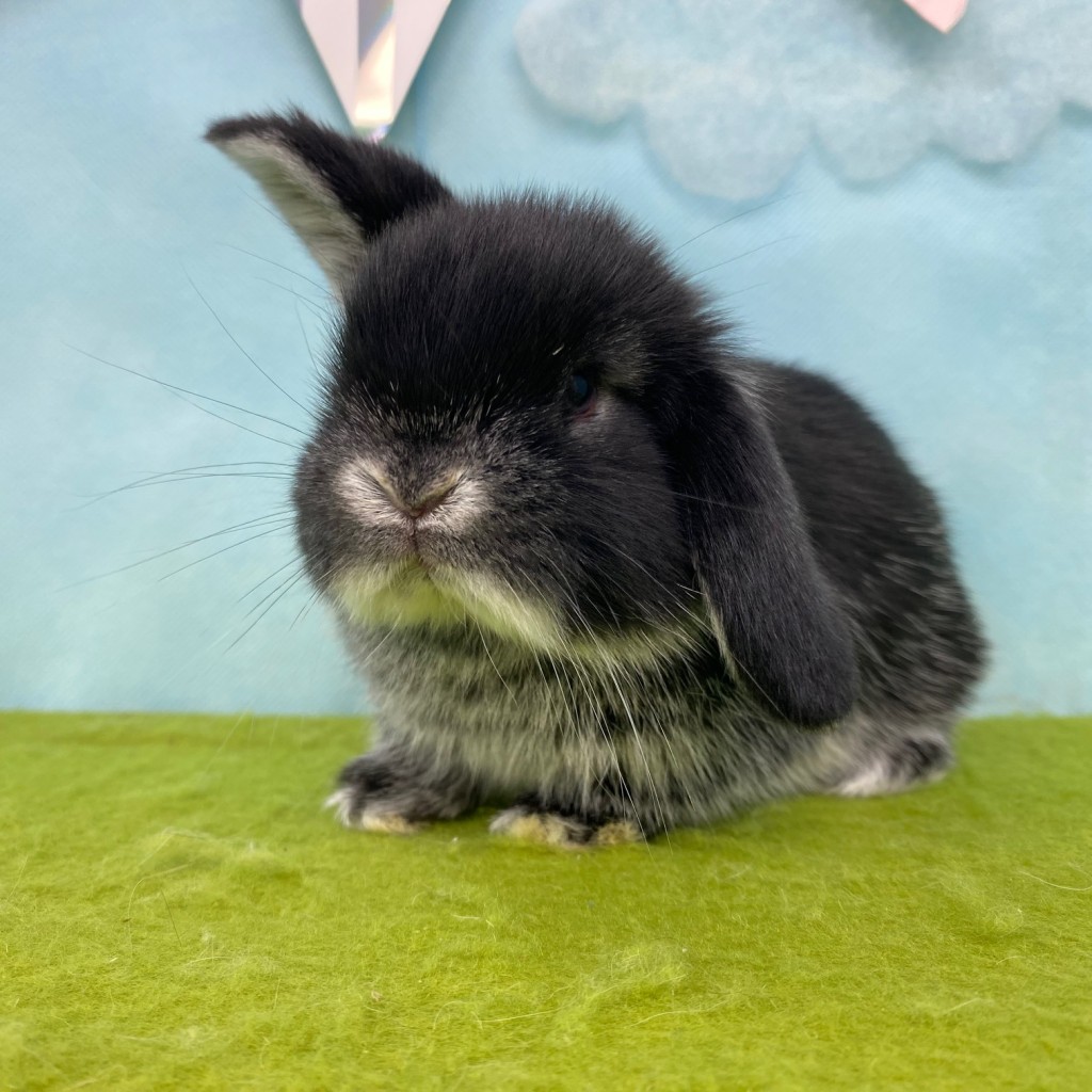 ペットうさぎ ずんだbaby 画像３