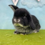 ペットうさぎ ずんだbaby 画像3