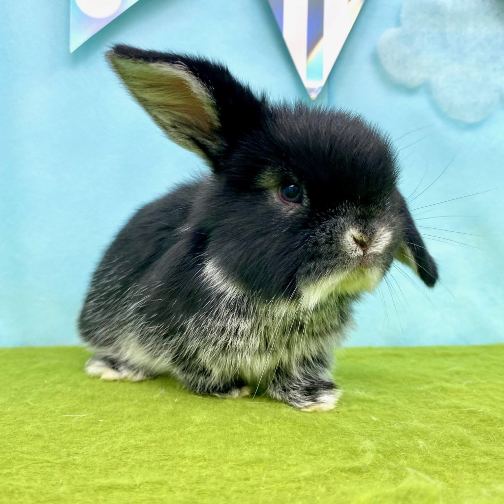 ペットうさぎ ずんだbaby 画像２