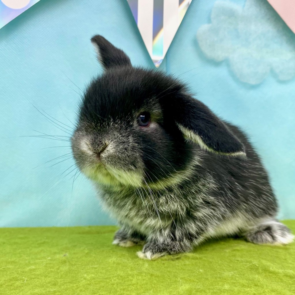 ペットうさぎ ずんだbaby 画像１