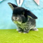 ペットうさぎ ずんだbaby 画像3