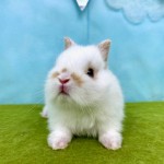 ペットうさぎ なむるbaby 画像3