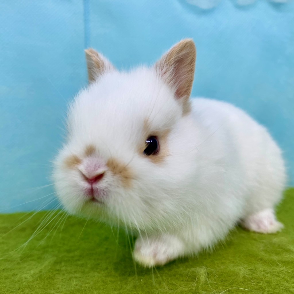 ペットうさぎ なむるbaby 画像２
