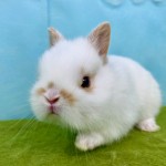 ペットうさぎ なむるbaby 画像2