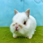 ペットうさぎ なむるbaby