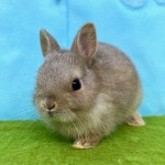 ペットうさぎ はんなbaby 画像１