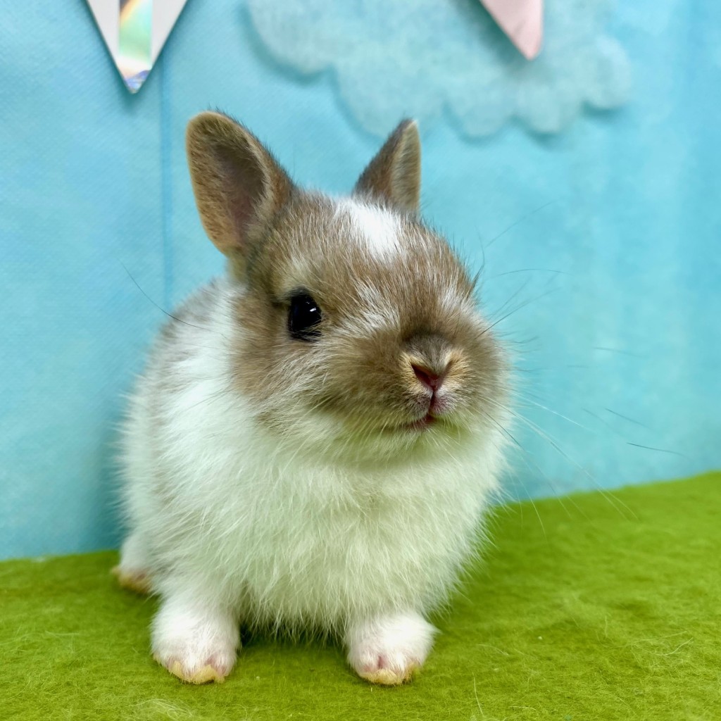 ペットうさぎ はんなbaby 画像１