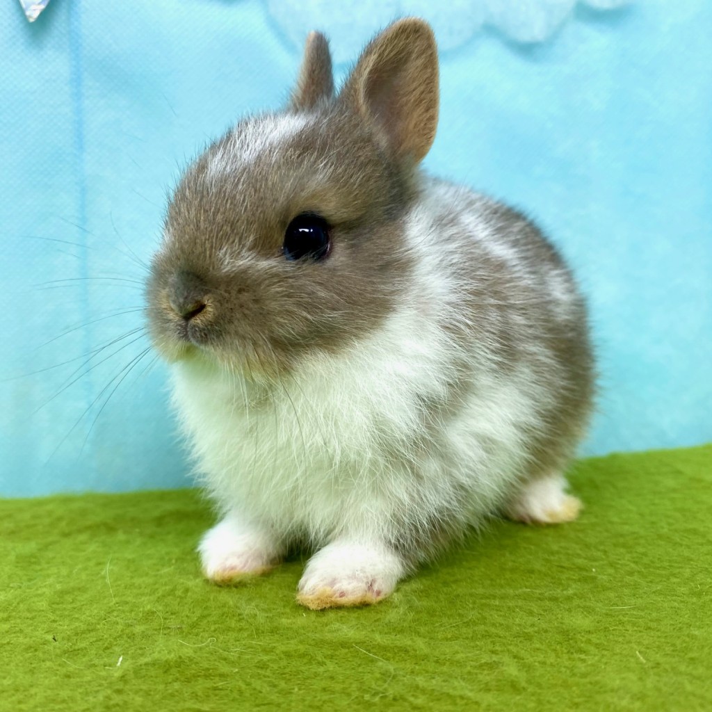 ペットうさぎ はんなbaby 画像２