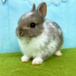 ペットうさぎ はんなbaby 画像２