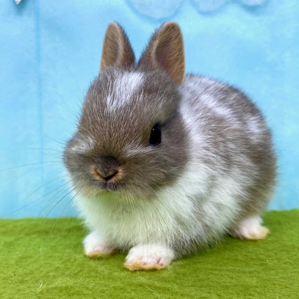 ペットうさぎ はんなbaby 画像１