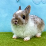ペットうさぎ はんなbaby 画像２