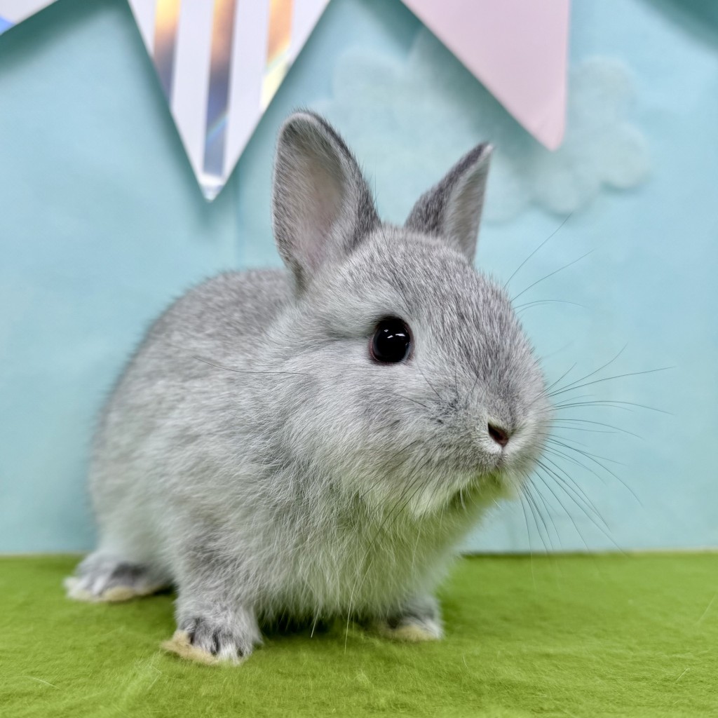 ペットうさぎ あかりbaby 画像２