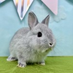 ペットうさぎ あかりbaby 画像2