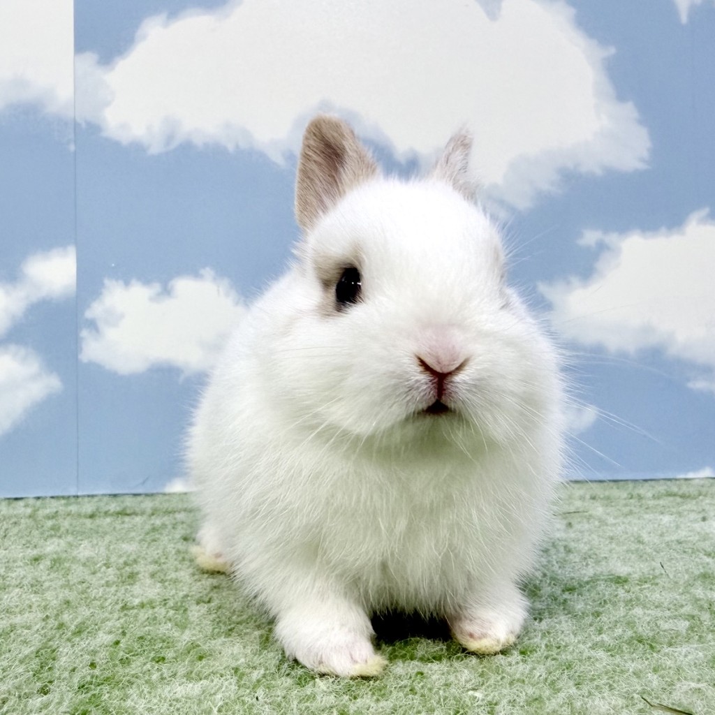 ペットうさぎ もんじゅbaby 画像３