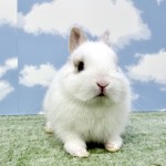 ペットうさぎ もんじゅbaby 画像3
