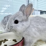 ペットうさぎ あかりbaby 画像3
