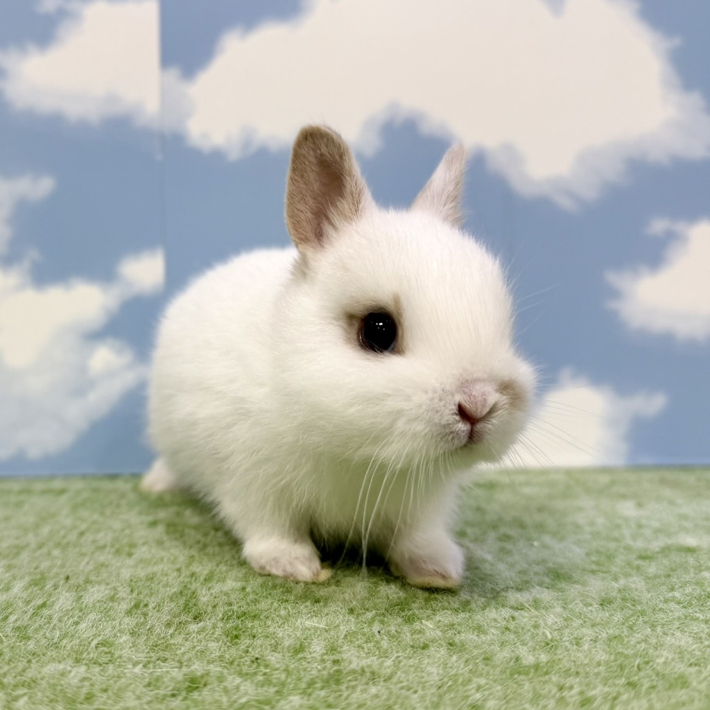 ペットうさぎ もんじゅbaby 画像１