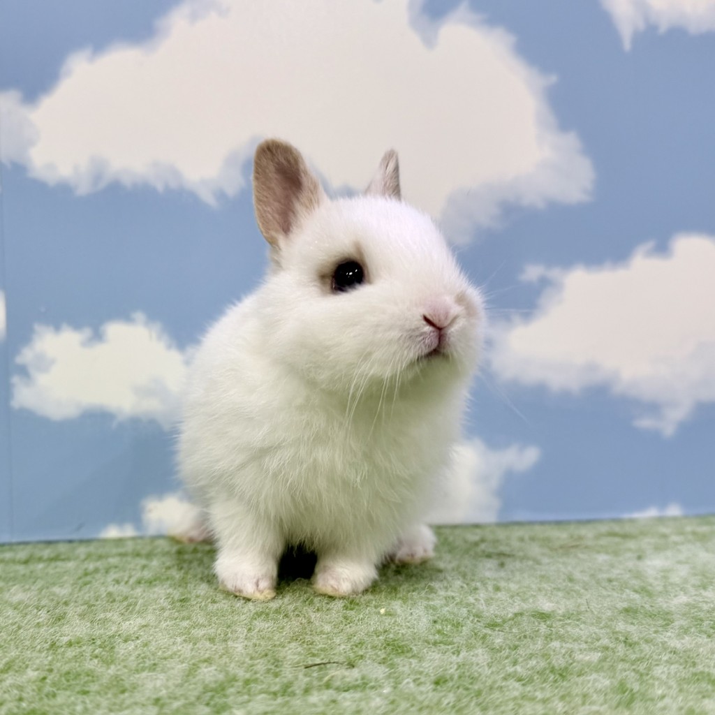 ペットうさぎ もんじゅbaby 画像３