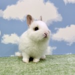 ペットうさぎ もんじゅbaby 画像3