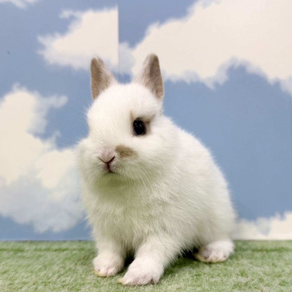 ペットうさぎ もんじゅbaby 画像２