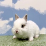 ペットうさぎ もんじゅbaby 画像2