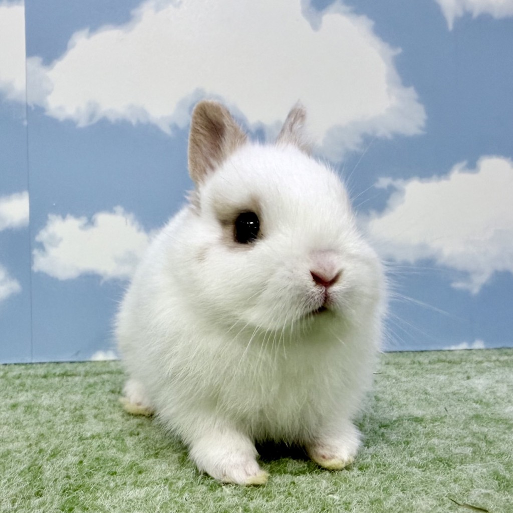 ペットうさぎ もんじゅbaby 画像１